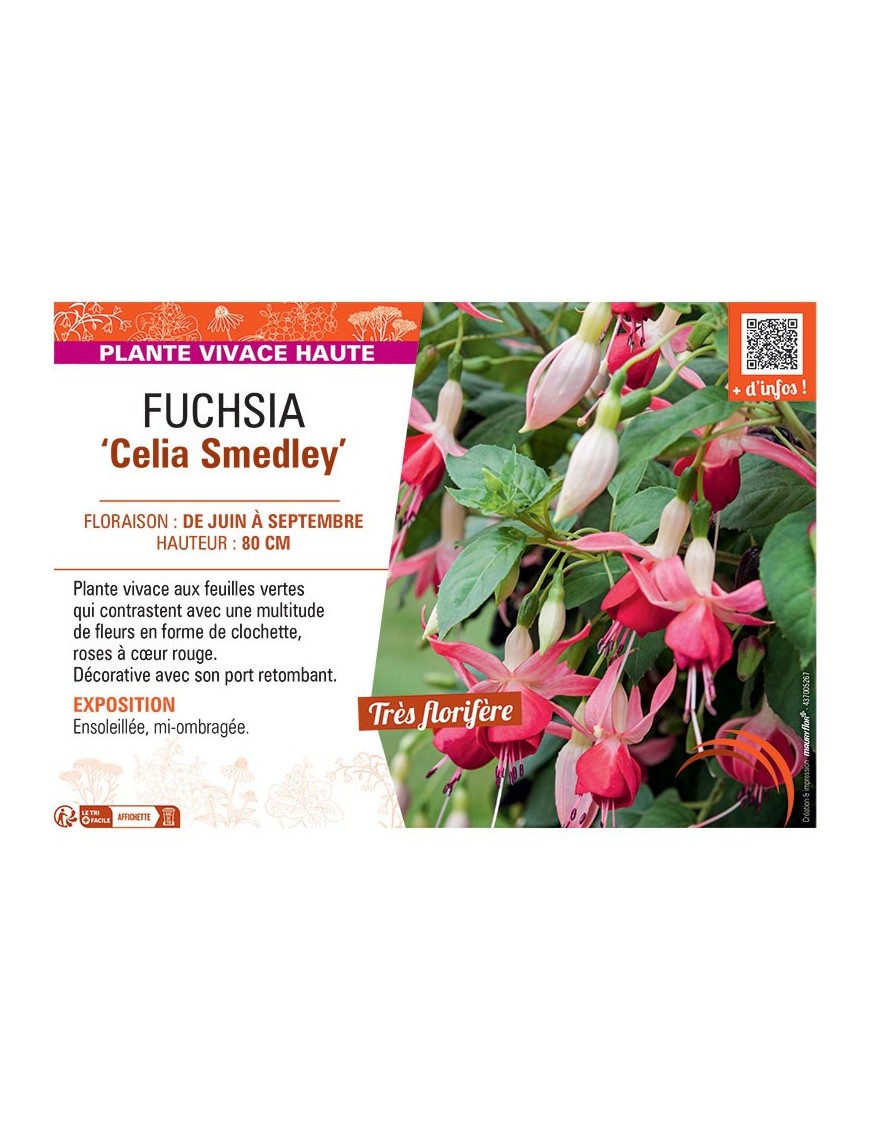 FUCHSIA CELIA SMEDLEY