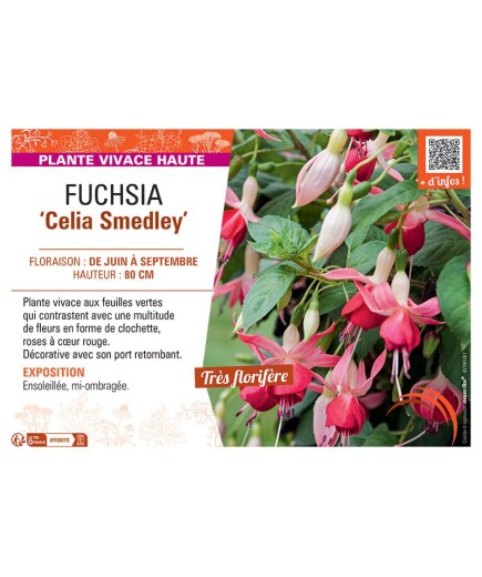 FUCHSIA CELIA SMEDLEY