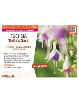 FUCHSIA DELTA'S SARA