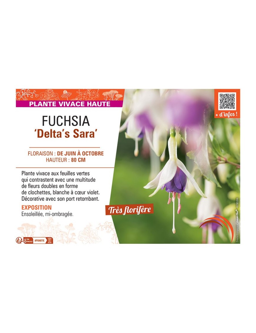 FUCHSIA DELTA'S SARA