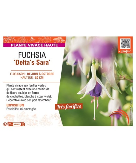 FUCHSIA DELTA'S SARA