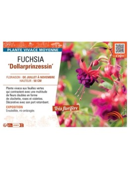 FUCHSIA DOLLARPRINZESSIN