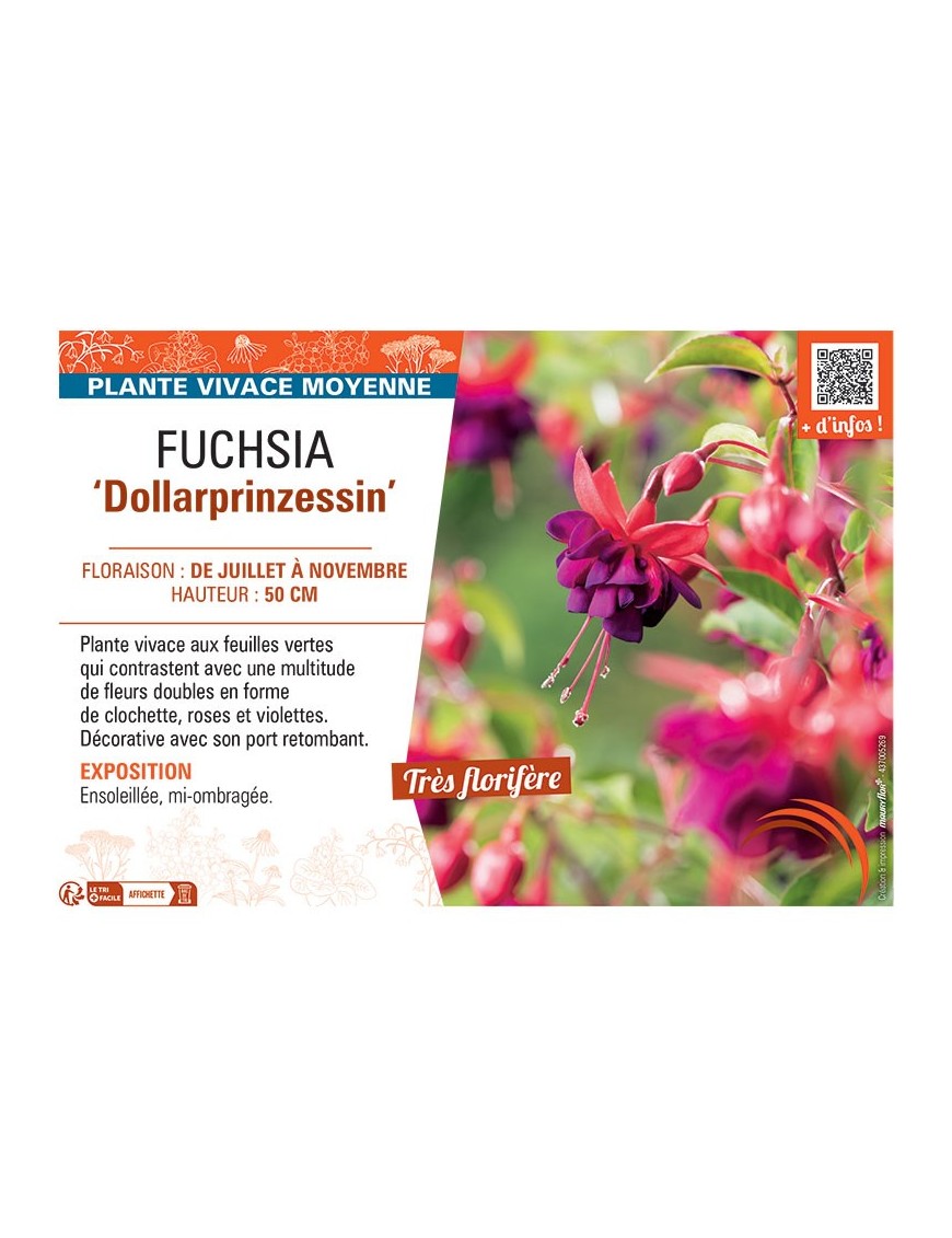 FUCHSIA DOLLARPRINZESSIN