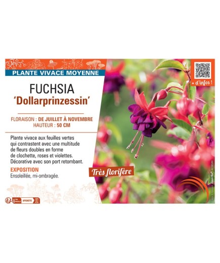 FUCHSIA DOLLARPRINZESSIN