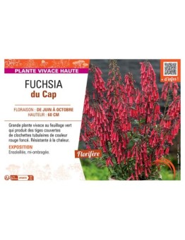 FUCHSIA DU CAP (rouge foncé)