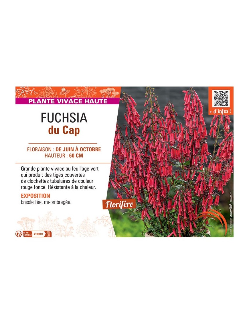 FUCHSIA DU CAP (rouge foncé)