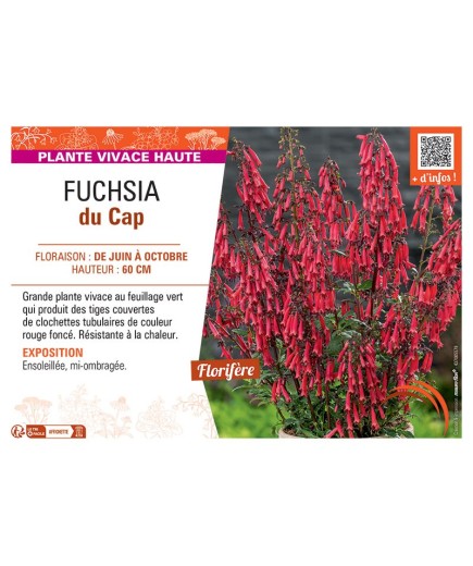 FUCHSIA DU CAP (rouge foncé)