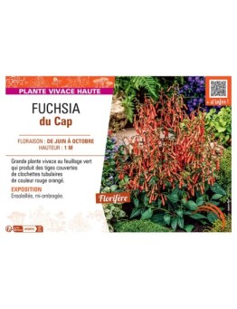 FUCHSIA DU CAP (rouge orangé)