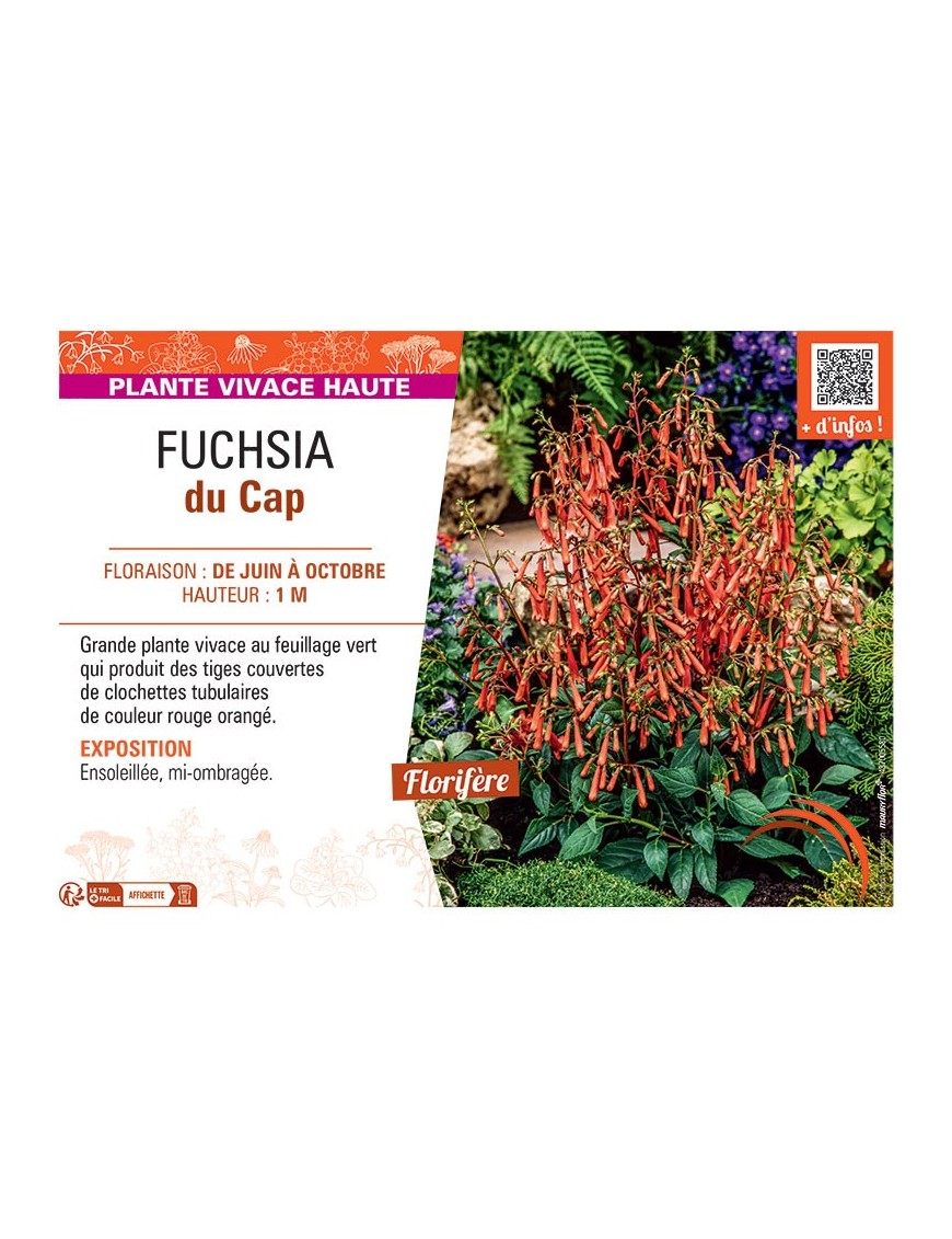 FUCHSIA DU CAP (rouge orangé)