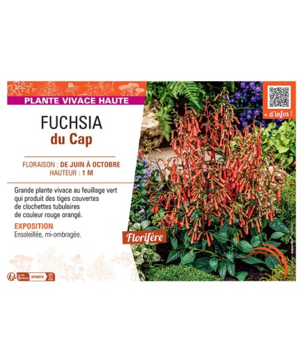 FUCHSIA DU CAP (rouge orangé)
