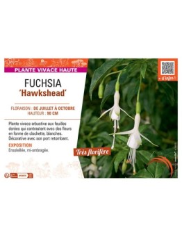 FUCHSIA HAWKSHEAD