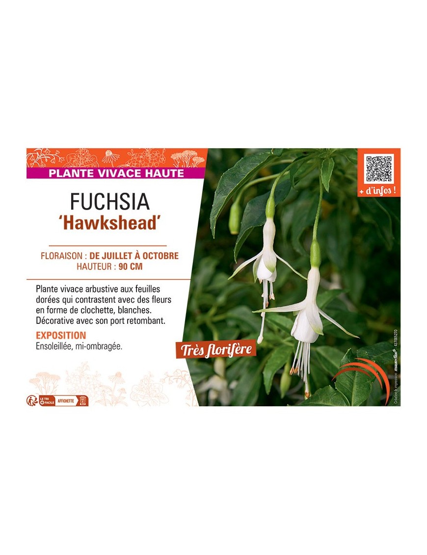FUCHSIA HAWKSHEAD