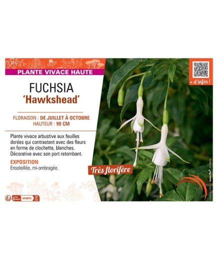 FUCHSIA HAWKSHEAD