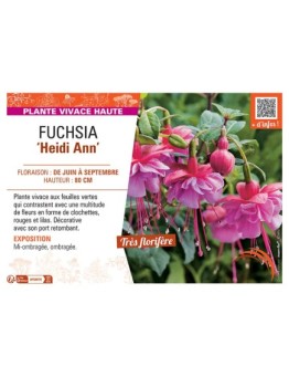 FUCHSIA HEIDI ANN