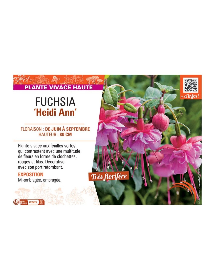 FUCHSIA HEIDI ANN