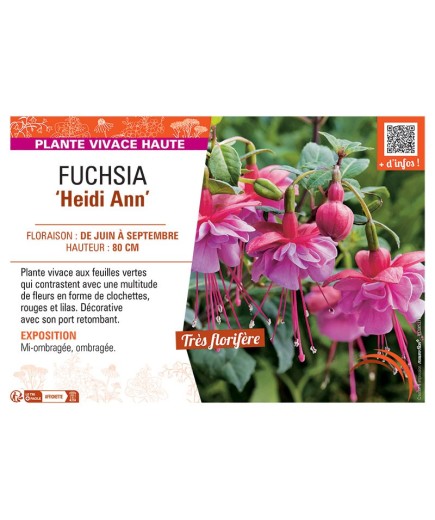 FUCHSIA HEIDI ANN