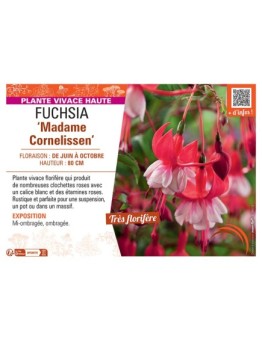 FUCHSIA MADAME CORNELISSEN