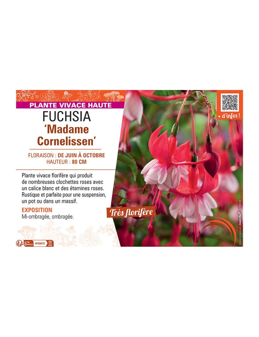 FUCHSIA MADAME CORNELISSEN