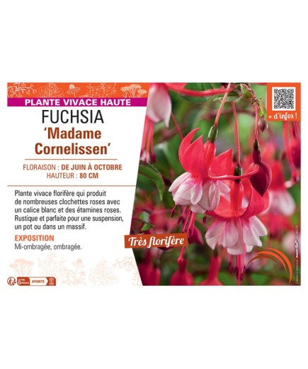 FUCHSIA MADAME CORNELISSEN