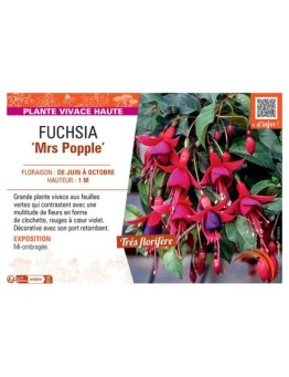 FUCHSIA MRS POPPLE