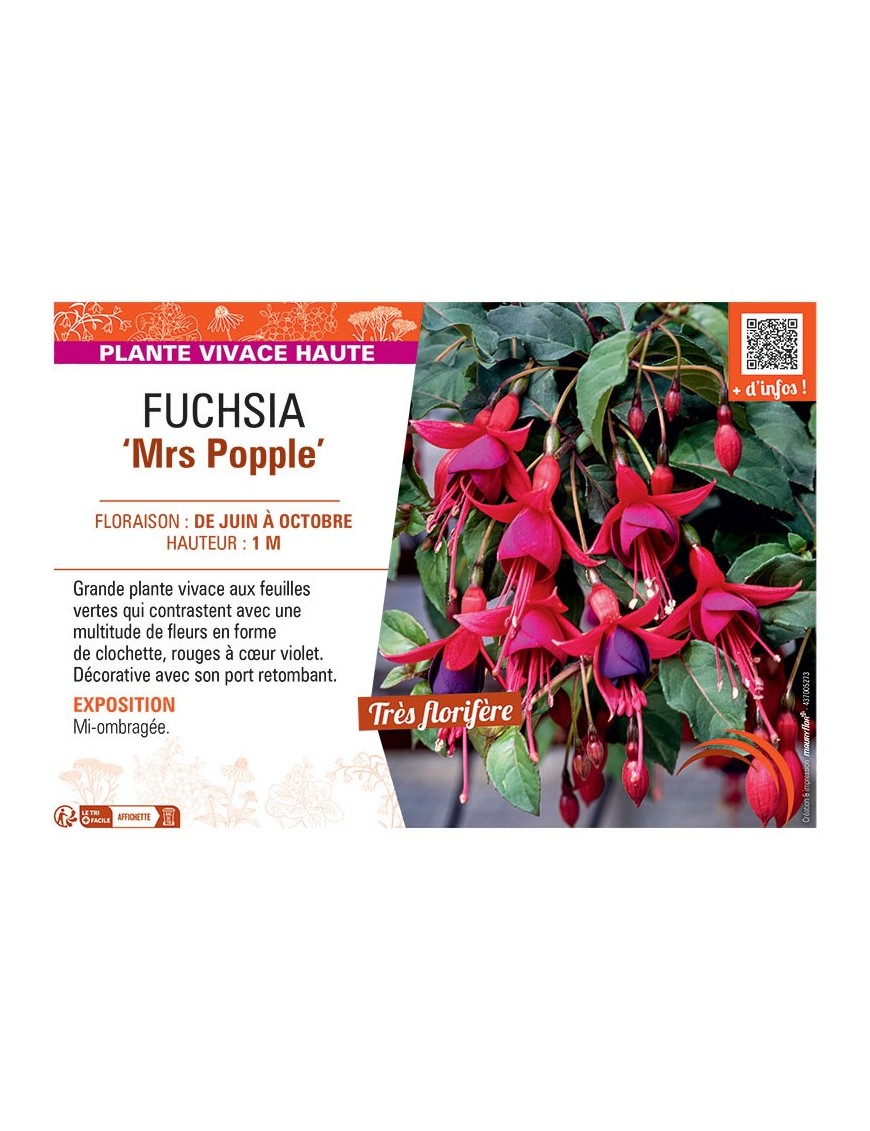 FUCHSIA MRS POPPLE