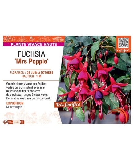 FUCHSIA MRS POPPLE