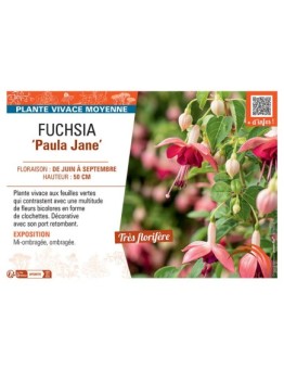 FUCHSIA PAULA JANE