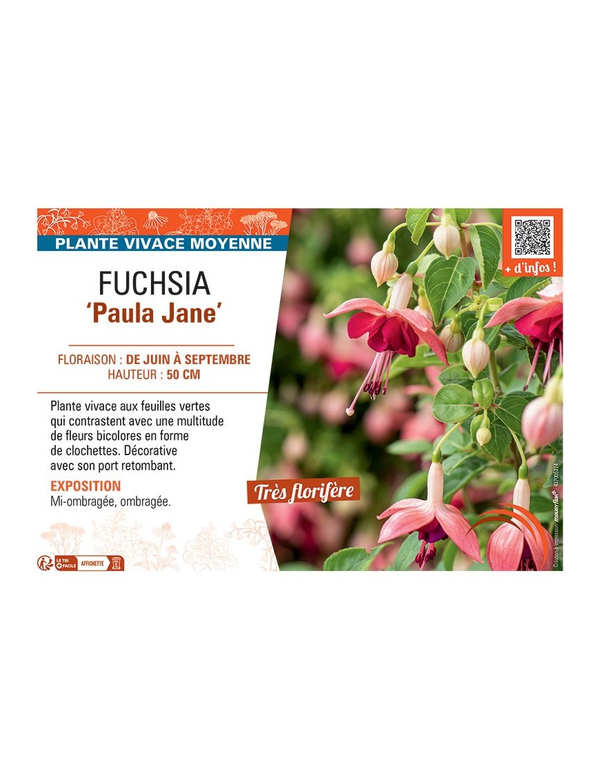 FUCHSIA PAULA JANE