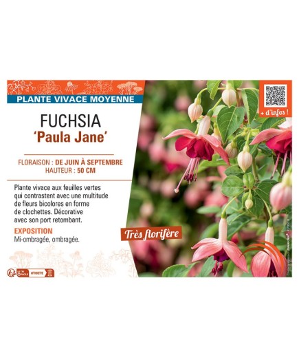 FUCHSIA PAULA JANE