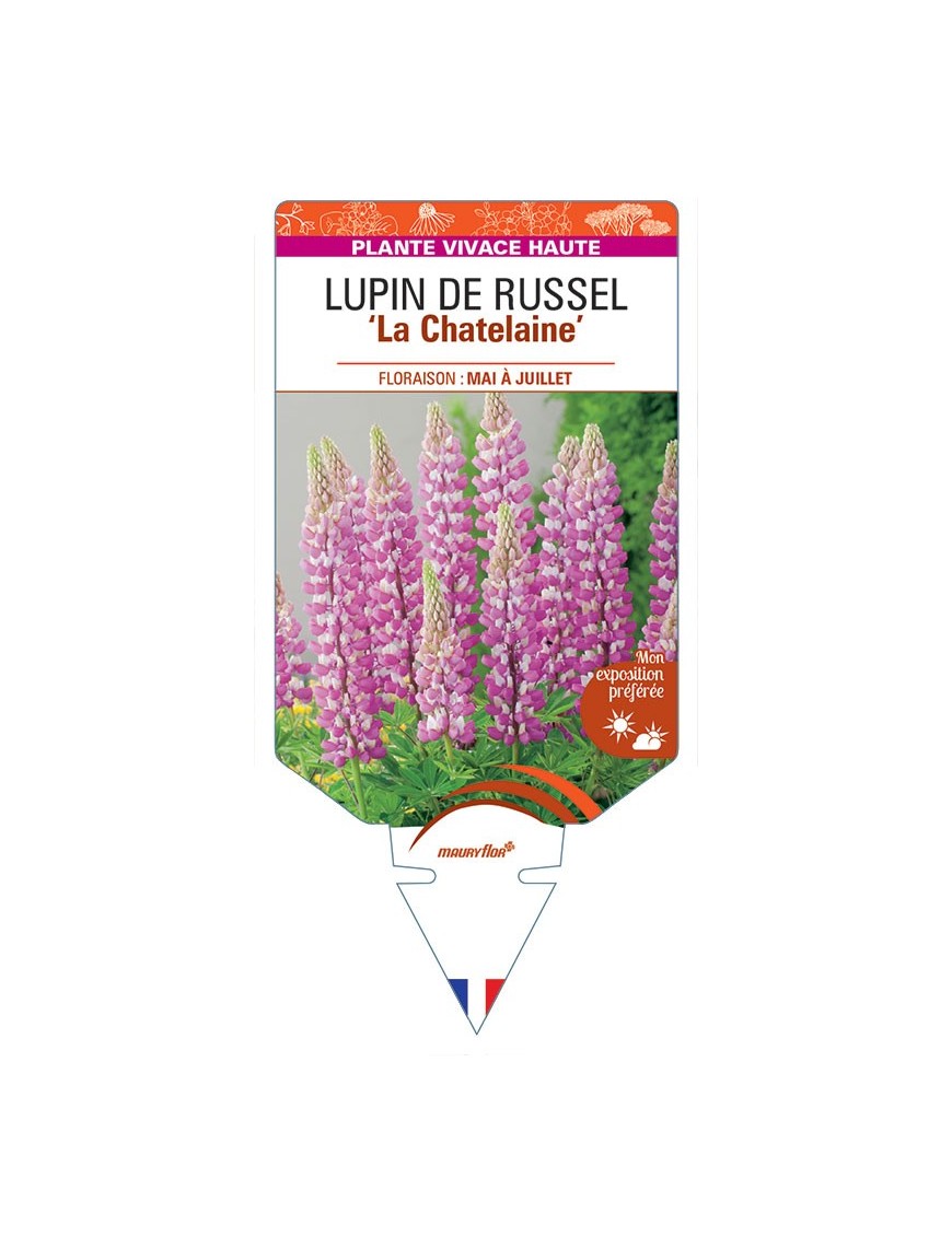 LUPINUS 'La Châtelaine' voir LUPIN DE RUSSEL (rose) *