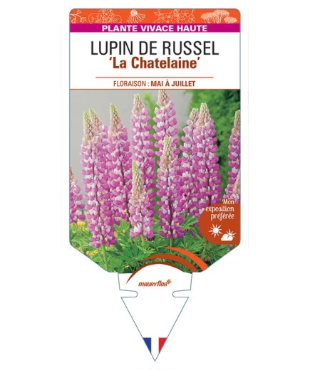 LUPINUS 'La Châtelaine' voir LUPIN DE RUSSEL (rose) *