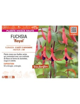 FUCHSIA ROYAL