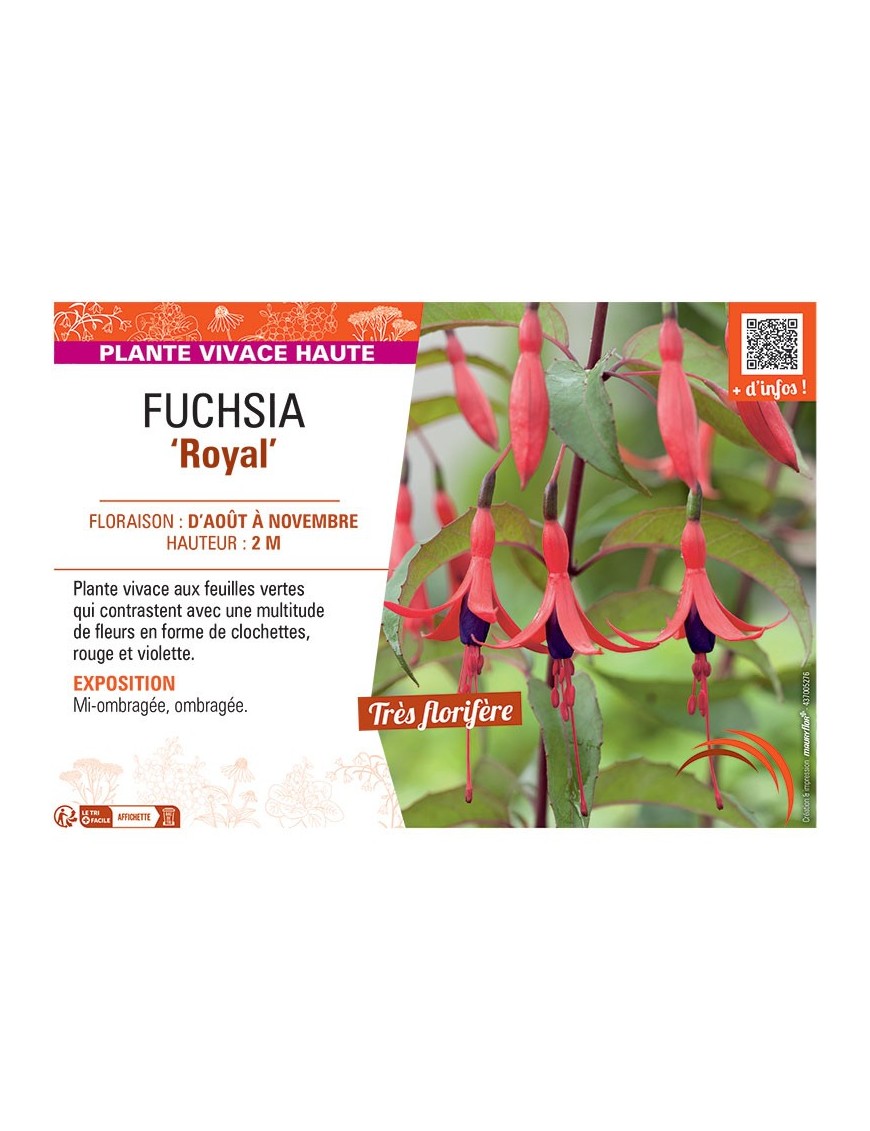 FUCHSIA ROYAL