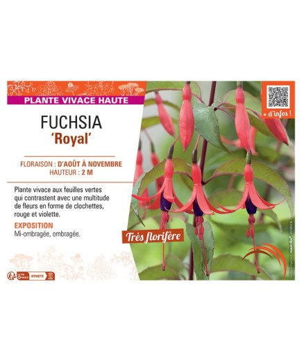 FUCHSIA ROYAL