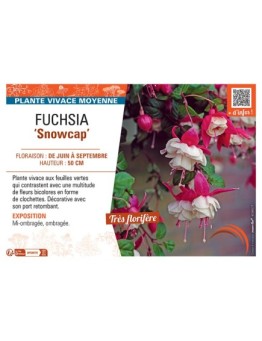 FUCHSIA SNOWCAP