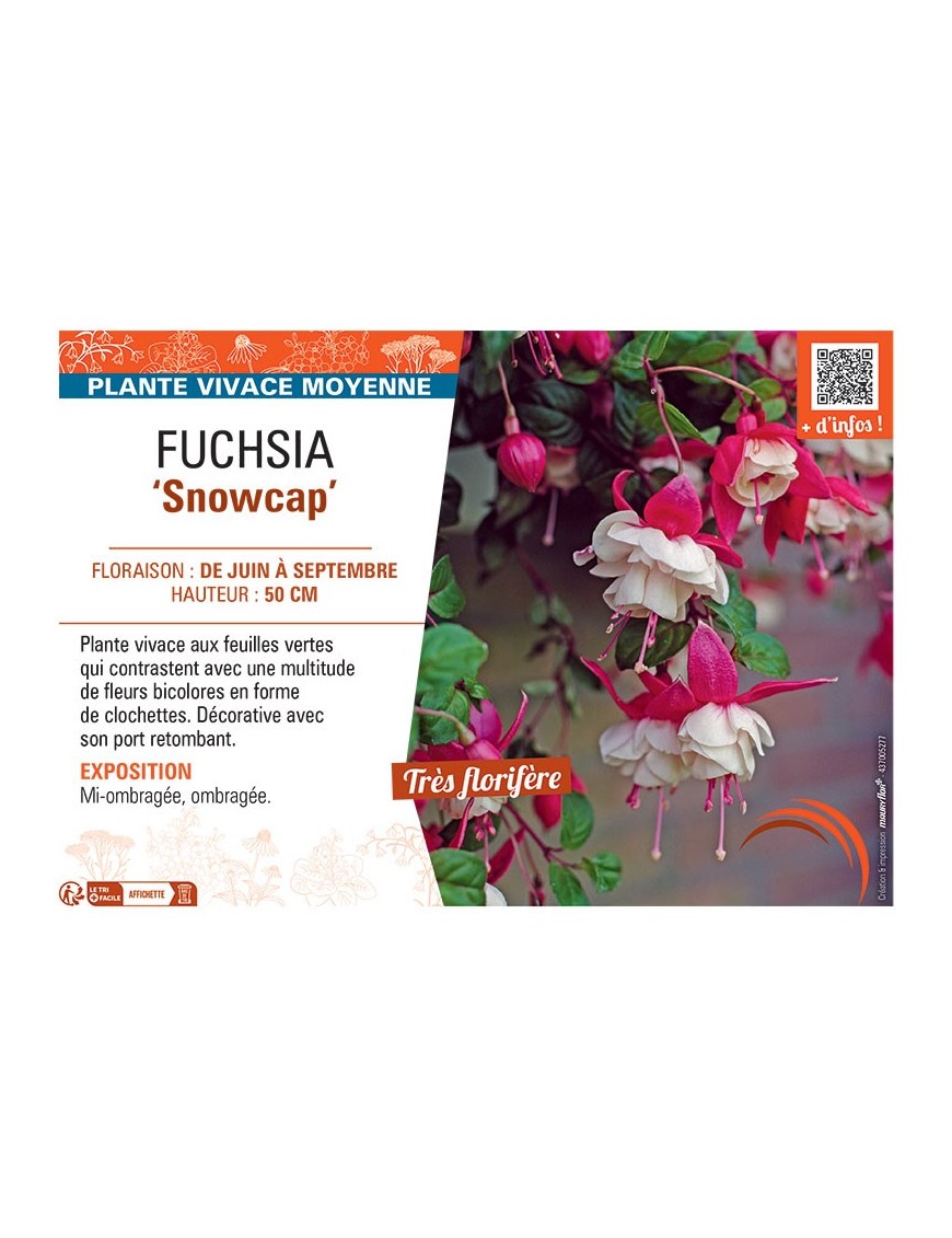 FUCHSIA SNOWCAP