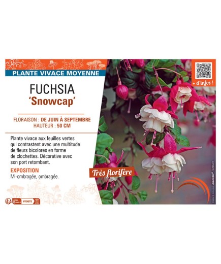 FUCHSIA SNOWCAP