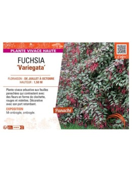 FUCHSIA VARIEGATA