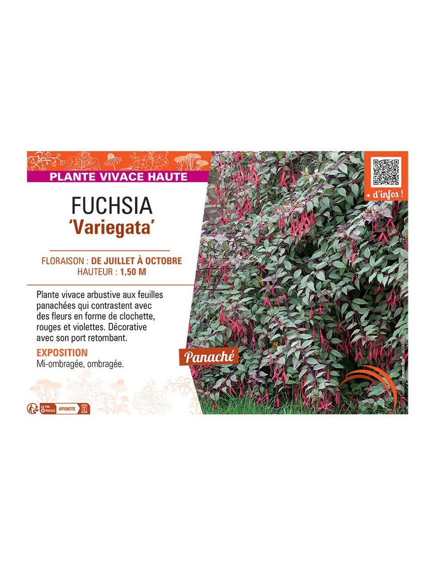 FUCHSIA VARIEGATA