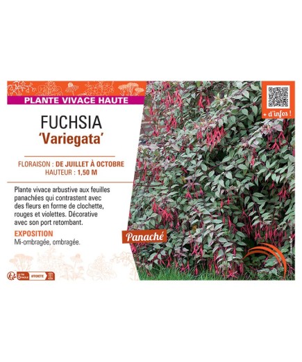 FUCHSIA VARIEGATA