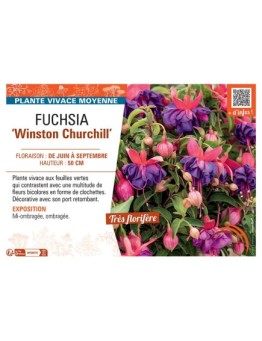 FUCHSIA WINSTON CHURCHILL