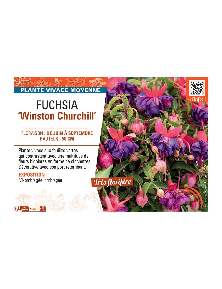 FUCHSIA WINSTON CHURCHILL