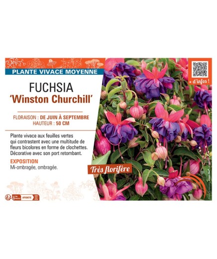 FUCHSIA WINSTON CHURCHILL