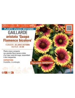 GAILLARDE ARISTATA GUAPA FLAMENCO BICOLORE
