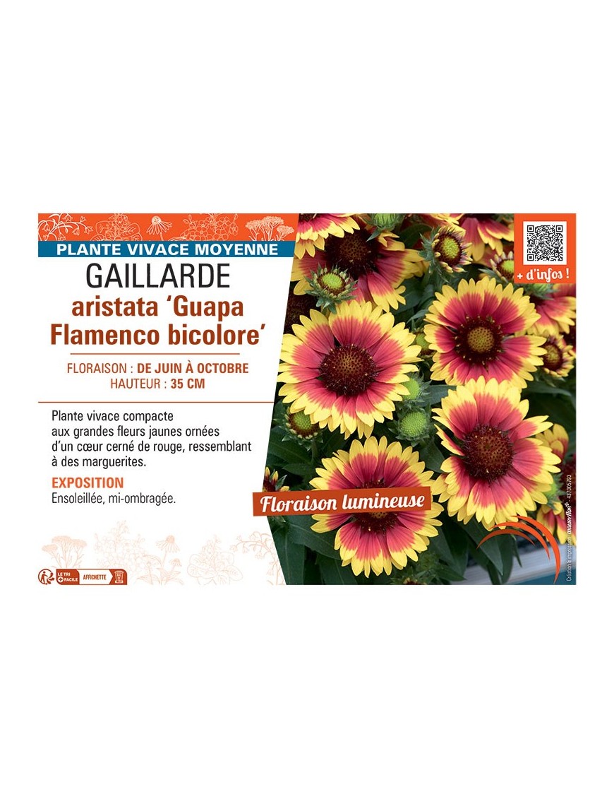 GAILLARDE ARISTATA GUAPA FLAMENCO BICOLORE