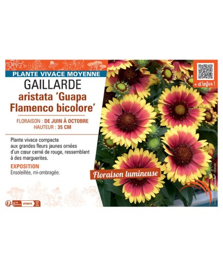 GAILLARDE ARISTATA GUAPA FLAMENCO BICOLORE