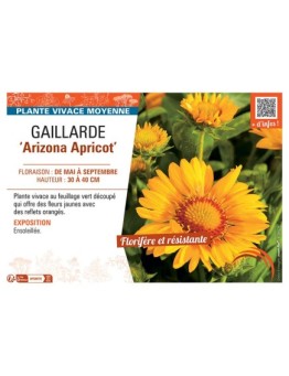 GAILLARDE ARIZONA APRICOT