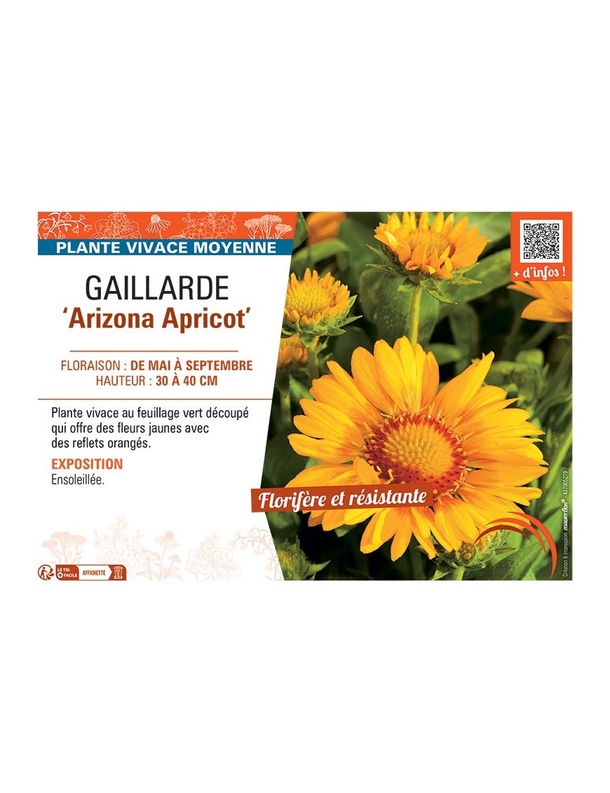 GAILLARDE ARIZONA APRICOT