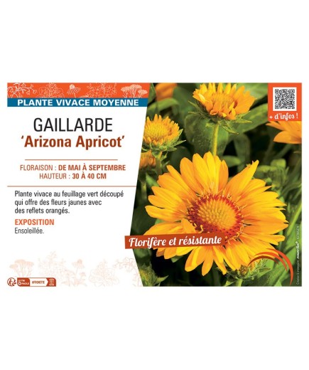 GAILLARDE ARIZONA APRICOT