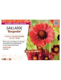 GAILLARDE BURGUNDER